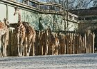 20030322413 blijdorp giraffes 4